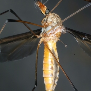 Leptotarsus (Macromastix) costalis at Urila, NSW - 12 Dec 2021