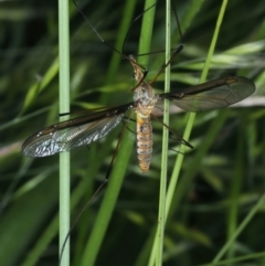 Leptotarsus (Macromastix) costalis at Urila, NSW - 12 Dec 2021