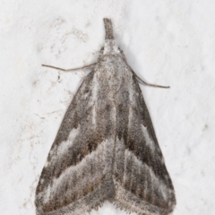 Nola paromoea (Divided Tuft-moth) at Melba, ACT - 18 Oct 2021 by kasiaaus