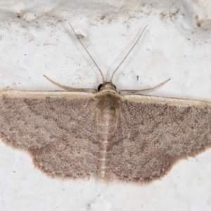 Idaea costaria at Melba, ACT - 18 Oct 2021 10:11 PM