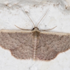 Idaea costaria (White-edged Wave) at Melba, ACT - 18 Oct 2021 by kasiaaus