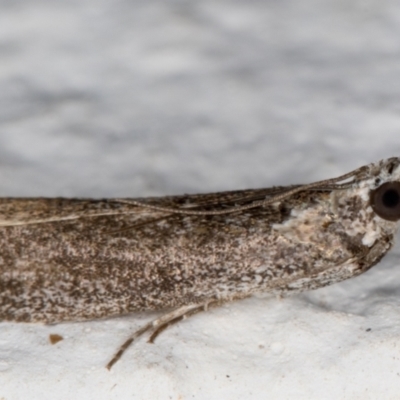 Phycitinae (subfamily) (A snout moth) at Melba, ACT - 18 Oct 2021 by kasiaaus