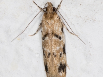 Barea dryocoetes (A Concealer moth (Barea Group)) at Melba, ACT - 18 Oct 2021 by kasiaaus