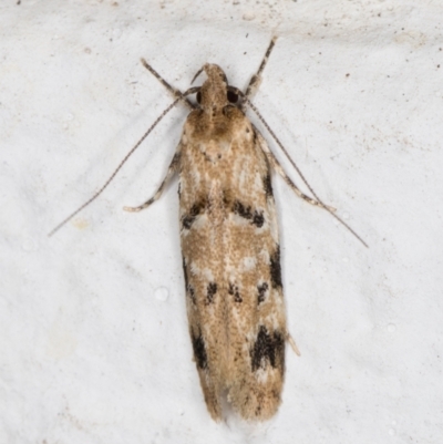 Oecophoridae (family) (Unidentified Oecophorid concealer moth) at Melba, ACT - 18 Oct 2021 by kasiaaus