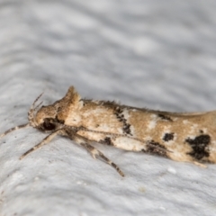 Barea dryocoetes at Melba, ACT - 18 Oct 2021 10:14 PM