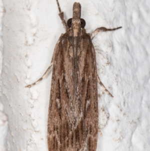 Scoparia meyrickii at Melba, ACT - 18 Oct 2021