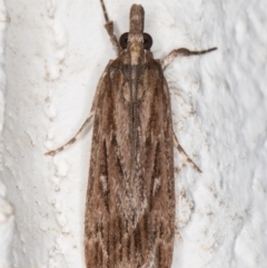 Scoparia meyrickii (A Crambid moth) at Melba, ACT - 18 Oct 2021 by kasiaaus