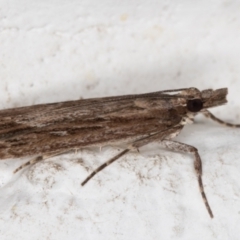 Scoparia meyrickii at Melba, ACT - 18 Oct 2021