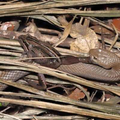 Pseudonaja textilis (Eastern Brown Snake) at Acton, ACT - 12 Dec 2021 by TimL