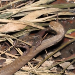 Pseudonaja textilis at Acton, ACT - 12 Dec 2021