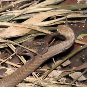 Pseudonaja textilis at Acton, ACT - 12 Dec 2021