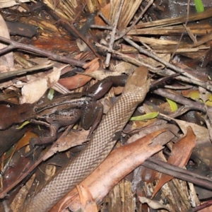 Pseudonaja textilis at Acton, ACT - 12 Dec 2021