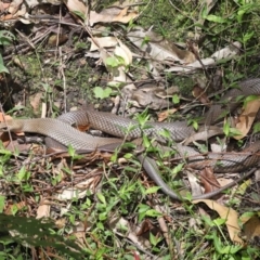 Pseudonaja textilis at Acton, ACT - 12 Dec 2021