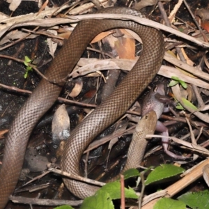 Pseudonaja textilis at Acton, ACT - 12 Dec 2021