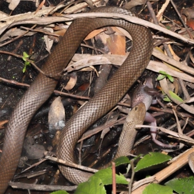 Pseudonaja textilis (Eastern Brown Snake) at Acton, ACT - 12 Dec 2021 by TimL
