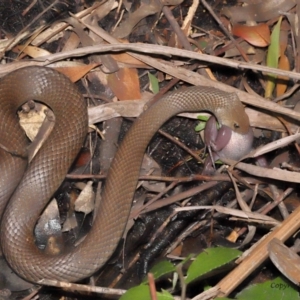 Pseudonaja textilis at Acton, ACT - 12 Dec 2021