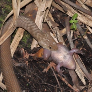 Pseudonaja textilis at Acton, ACT - 12 Dec 2021