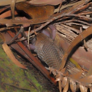 Pseudonaja textilis at Acton, ACT - 12 Dec 2021