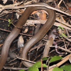 Limnodynastes peronii at Acton, ACT - 12 Dec 2021