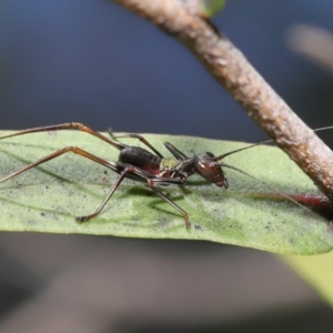 Tettigoniidae (family) at Acton, ACT - 12 Dec 2021