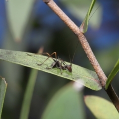 Tettigoniidae (family) at Acton, ACT - 12 Dec 2021