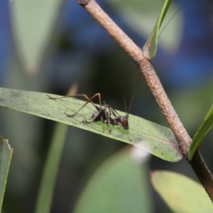 Tettigoniidae (family) at Acton, ACT - 12 Dec 2021