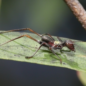 Tettigoniidae (family) at Acton, ACT - 12 Dec 2021