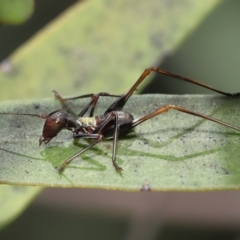 Tettigoniidae (family) at Acton, ACT - 12 Dec 2021