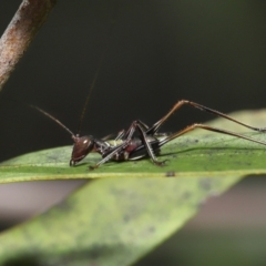 Tettigoniidae (family) at Acton, ACT - 12 Dec 2021