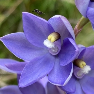 Thelymitra sp. (nuda complex) at Cotter River, ACT - suppressed