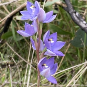 Thelymitra sp. (nuda complex) at Cotter River, ACT - suppressed