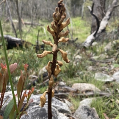 Gastrodia procera (Tall Potato Orchid) at Paddys River, ACT - 14 Dec 2021 by AnneG1