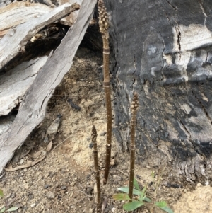 Gastrodia procera at Paddys River, ACT - suppressed