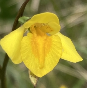 Diuris monticola at Paddys River, ACT - suppressed