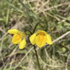 Diuris monticola at Paddys River, ACT - suppressed