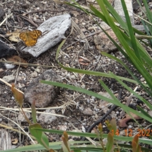 Heteronympha merope at Tennent, ACT - 14 Dec 2021 01:49 PM