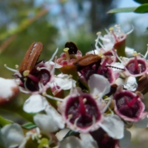 Porrostoma rhipidium at Boro, NSW - 14 Dec 2021