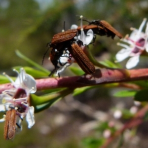 Porrostoma rhipidium at Boro, NSW - 14 Dec 2021