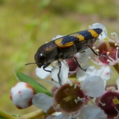 Castiarina inconspicua (A jewel beetle) at Boro, NSW - 14 Dec 2021 by Paul4K