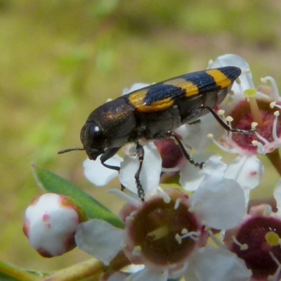 Castiarina inconspicua (A jewel beetle) at Boro - 14 Dec 2021 by Paul4K