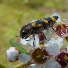 Castiarina inconspicua (A jewel beetle) at QPRC LGA - 14 Dec 2021 by Paul4K