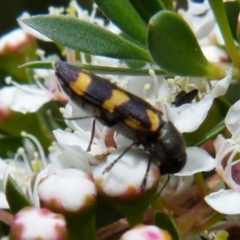 Castiarina inconspicua at Boro, NSW - suppressed