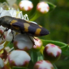 Castiarina inconspicua at Boro, NSW - suppressed