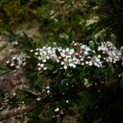 Kunzea ericoides (Burgan) at Boro - 13 Dec 2021 by Paul4K