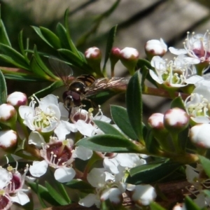 Melangyna sp. (genus) at Boro, NSW - 14 Dec 2021