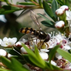 Melangyna sp. (genus) at Boro, NSW - 14 Dec 2021