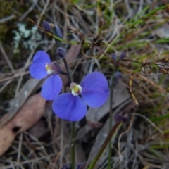 Comesperma sphaerocarpum (Broom Milkwort) at Boro, NSW - 14 Dec 2021 by Paul4K
