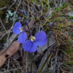 Comesperma sphaerocarpum (Broom Milkwort) at Boro - 13 Dec 2021 by Paul4K