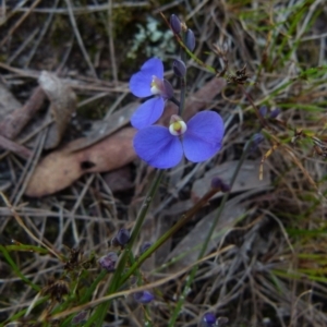 Comesperma sphaerocarpum at Boro, NSW - 14 Dec 2021