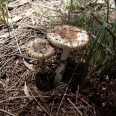 Unidentified Cap on a stem; gills below cap [mushrooms or mushroom-like] at Boro - 13 Dec 2021 by Paul4K